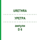 УРЕТРА (URETHRA) D 6 ампулы 10x1 мл - Гомеопатия WALA HEILMITTEL