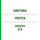 УРЕТРА (URETHRA) D 8 ампулы 10x1 мл - Гомеопатия WALA HEILMITTEL