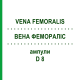 ВЕНА ФЕМОРАЛІС (VENA FEMORALIS) D 8 ампули 10x1 мл - Гомеопатія WALA HEILMITTEL