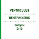 ВЕНТРИКУЛЮС (VENTRICULUS) D 10 ампули 10x1 мл - Гомеопатія WALA HEILMITTEL