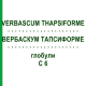 ВЕРБАСКУМ ТАПСИФОРМЕ (VERBASCUM THAPSIFORME) C 6 глобули 1,5 г - Гомеопатія GUDJONS