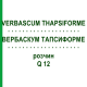 ВЕРБАСКУМ ТАПСИФОРМЕ (VERBASCUM THAPSIFORME) Q 12 розчин 15 мл - Гомеопатія GUDJONS