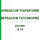 ВЕРБАСКУМ ТАПСИФОРМЕ (VERBASCUM THAPSIFORME) Q 14 розчин 15 мл - Гомеопатія GUDJONS