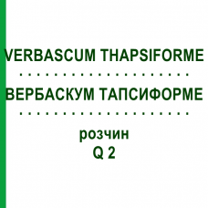 ВЕРБАСКУМ ТАПСИФОРМЕ (VERBASCUM THAPSIFORME) Q 2 розчин 15 мл - Гомеопатія GUDJONS
