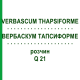 ВЕРБАСКУМ ТАПСИФОРМЕ (VERBASCUM THAPSIFORME) Q 21 розчин 15 мл - Гомеопатія GUDJONS