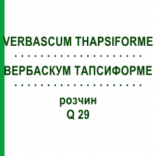 ВЕРБАСКУМ ТАПСИФОРМЕ (VERBASCUM THAPSIFORME) Q 29 раствор 15 мл - Гомеопатия GUDJONS