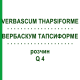 ВЕРБАСКУМ ТАПСИФОРМЕ (VERBASCUM THAPSIFORME) Q 4 розчин 15 мл - Гомеопатія GUDJONS
