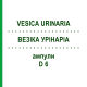 ВЕЗІКА УРІНАРІА (VESICA URINARIA) D 6 ампули 10x1 мл - Гомеопатія WALA HEILMITTEL