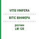 ВИТИС ВИНИФЕРА (VITIS VINIFERA) LM 120 раствор 10 мл - Гомеопатия ARCANA DR.SEWERIN