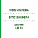 ВИТИС ВИНИФЕРА (VITIS VINIFERA) LM 13 раствор 10 мл - Гомеопатия ARCANA DR.SEWERIN