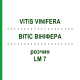 ВИТИС ВИНИФЕРА (VITIS VINIFERA) LM 7 раствор 10 мл - Гомеопатия ARCANA DR.SEWERIN