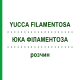 ЮКА ФІЛАМЕНТОЗА (YUCCA FILAMENTOSA) розчин 50 мл - Гомеопатія DHU
