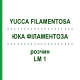 ЮККА ФИЛАМЕНТОЗА (YUCCA FILAMENTOSA) LM 1 раствор 10 мл - Гомеопатия ARCANA DR.SEWERIN