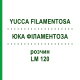 ЮККА ФИЛАМЕНТОЗА (YUCCA FILAMENTOSA) LM 120 раствор 10 мл - Гомеопатия ARCANA DR.SEWERIN