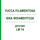 ЮККА ФИЛАМЕНТОЗА (YUCCA FILAMENTOSA) LM 14 раствор 10 мл - Гомеопатия ARCANA DR.SEWERIN