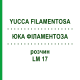 ЮККА ФИЛАМЕНТОЗА (YUCCA FILAMENTOSA) LM 17 раствор 10 мл - Гомеопатия ARCANA DR.SEWERIN