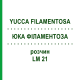 ЮККА ФИЛАМЕНТОЗА (YUCCA FILAMENTOSA) LM 21 раствор 10 мл - Гомеопатия ARCANA DR.SEWERIN