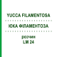 ЮККА ФИЛАМЕНТОЗА (YUCCA FILAMENTOSA) LM 24 раствор 10 мл - Гомеопатия ARCANA DR.SEWERIN
