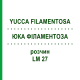 ЮККА ФИЛАМЕНТОЗА (YUCCA FILAMENTOSA) LM 27 раствор 10 мл - Гомеопатия ARCANA DR.SEWERIN