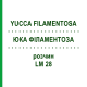 ЮККА ФИЛАМЕНТОЗА (YUCCA FILAMENTOSA) LM 28 раствор 10 мл - Гомеопатия ARCANA DR.SEWERIN