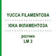 ЮККА ФИЛАМЕНТОЗА (YUCCA FILAMENTOSA) LM 3 раствор 10 мл - Гомеопатия ARCANA DR.SEWERIN