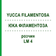 ЮККА ФИЛАМЕНТОЗА (YUCCA FILAMENTOSA) LM 4 раствор 10 мл - Гомеопатия ARCANA DR.SEWERIN