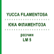 ЮККА ФИЛАМЕНТОЗА (YUCCA FILAMENTOSA) LM 5 раствор 10 мл - Гомеопатия ARCANA DR.SEWERIN