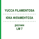 ЮККА ФИЛАМЕНТОЗА (YUCCA FILAMENTOSA) LM 7 раствор 10 мл - Гомеопатия ARCANA DR.SEWERIN