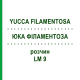 ЮККА ФИЛАМЕНТОЗА (YUCCA FILAMENTOSA) LM 9 раствор 10 мл - Гомеопатия ARCANA DR.SEWERIN